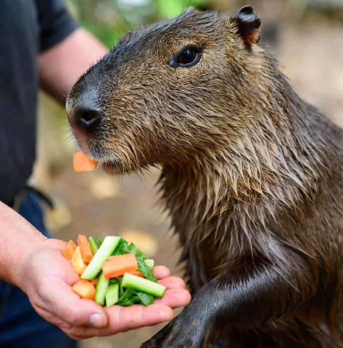 feeding vegetable capybara